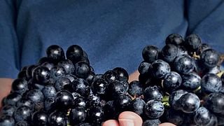 Dégustation de vins et visite à la Cantina Tessere