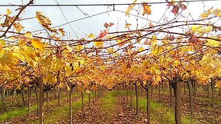 Azienda Agricola La Vinarte