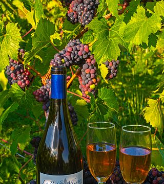 La Belle Alliance Winery