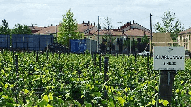 Dégustation de vins et visite de Vinicola De Tomelloso