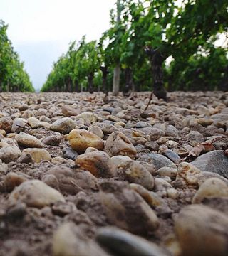 Degustação de 5 vinhos das nossas propriedades em Graves e Saint-Emilion