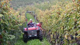 Walk Barolo Vineyards & Taste Wines in a Private Cellar