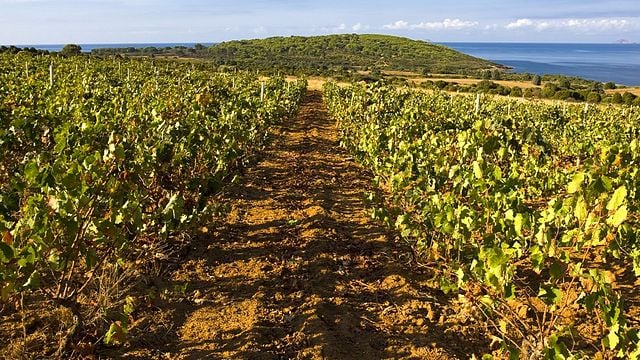 Cantina Santadi: A Sardinian Wine Experience