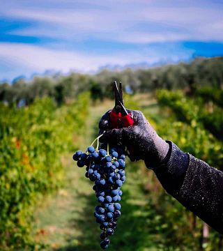 Tour e Degustazione Vini Rossi presso La Veneranda