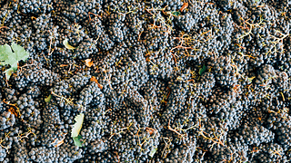 Cata clásica de vinos en el Castello Di Fonterutoli