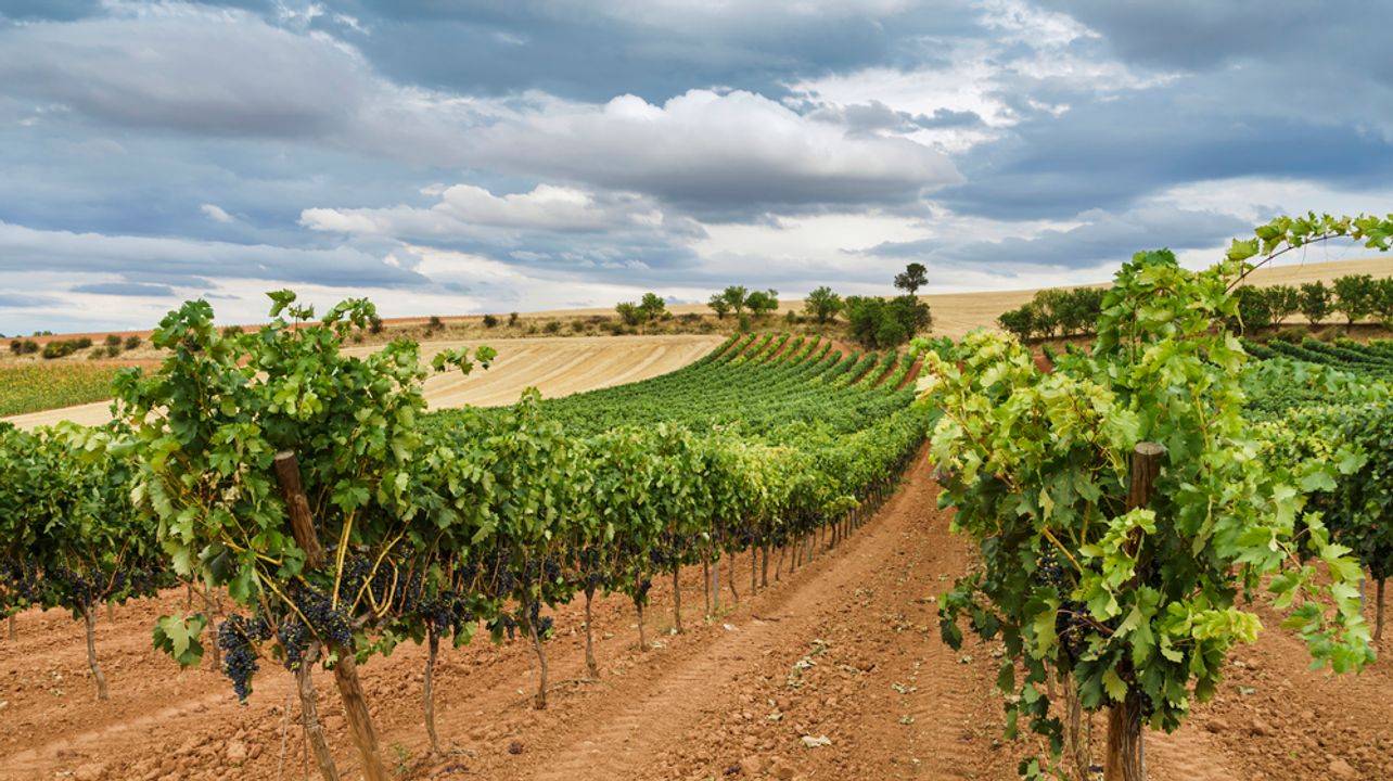 Tour privato del vino della Ribera del Duero con tapas
