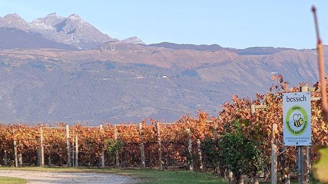 Bessich Wines