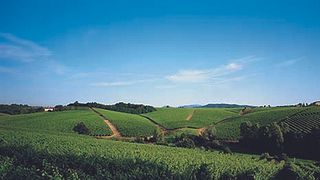 Cata de vinos y visita a La Marchesa