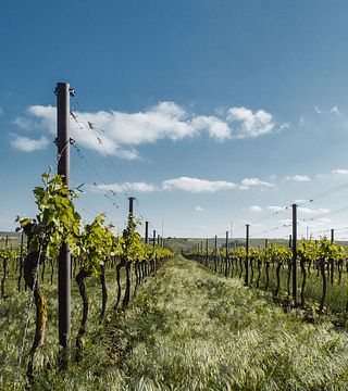 Degustazione di vini alla Weingut Fam