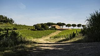 Lungarotti Winery