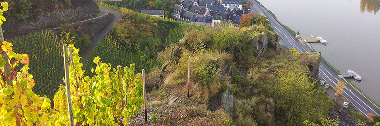 weingut otto görgen- view from the winery