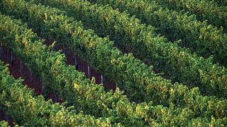 Pilato Winery