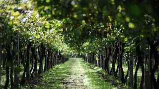 Cieck Winery