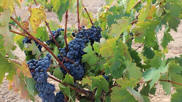 Visite du vignoble, pratiques biologiques et dégustation de 4 à 6 vins avec des experts