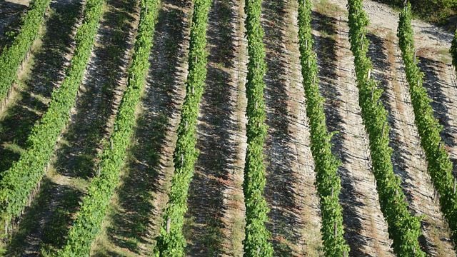 Vertikale Weinprobe in Le Marne