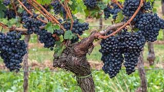  Tour dei vini e dei vigneti biologici toscani + degustazione di 5 vini abbinati a un pranzo leggero presso Il Quercione di Manvi