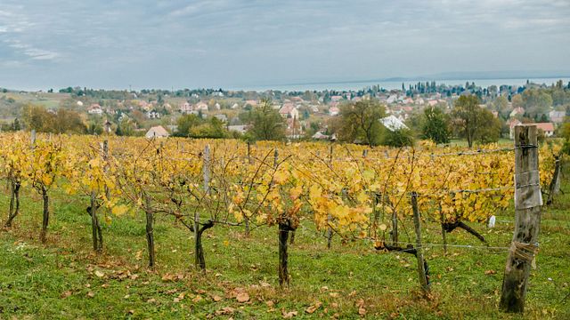 Vinprovning på Renata Winery
