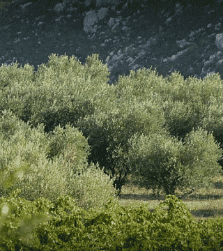 Clos des Nines