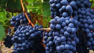 Dégustation de vins à la cave Adega Ferreiros