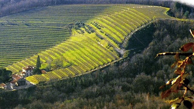 Weinprobe und Führung im Tenuta Valdomini S.Agricola
