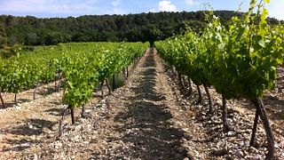 Visita guiada "As Vinhas Vivas"