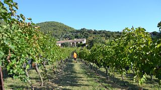 Alla Scoperta dei Colli Berici | Weindegustation in der Cantina Pegoraro