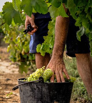 Il Percorso tra i Vigneti e Degustazione alla Vinicola De Nulles