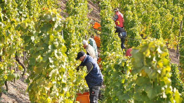 Dégustation de vins au domaine