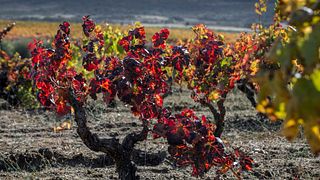 Vinprovning och rundtur på Quinta Dos Termos