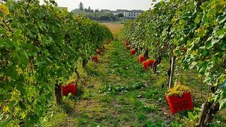 Piedmont Wine Journey at Tenuta La Meridiana