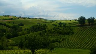 Chasse aux truffes et dégustation de vins chez Zerbosco Wine & Tasting