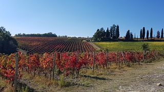 Daniele - Greenways Italy Tours