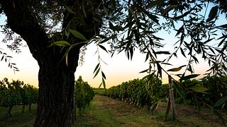 Vigna dell'Impero 1935