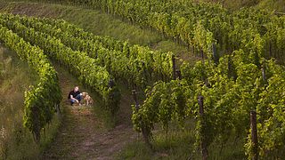Degustazione di vini e tour presso Polic Estate Truske
