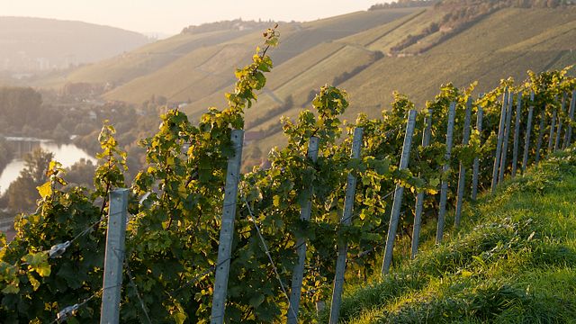 Bio-Weingut Stefan Bardorf