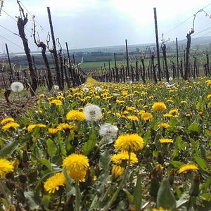 Fique em um apartamento no Weingut H.Engelhard