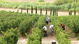 Harvest Program