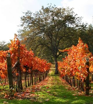 Westbrook Wine Farm Vineyard and Winery