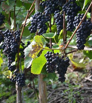 Weingut Sermann