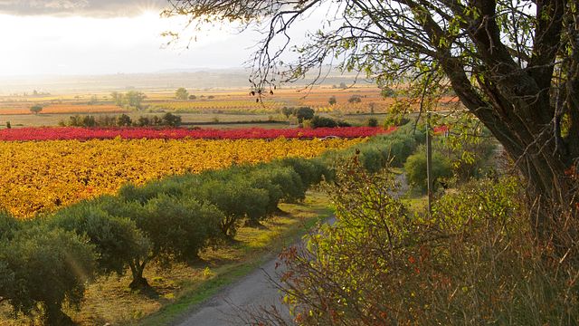 Cata de vinos y visita a la bodega del Château Pech d'André