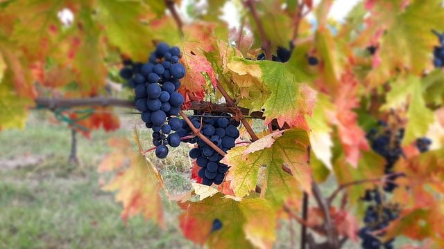 Cata de vinos y visita guiada en Fattoria Lucesole