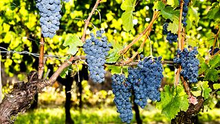 Degustação de vinhos e tour no Fratelli Pavia