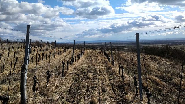 Degustação de vinhos e tour em Wimmer Czerny