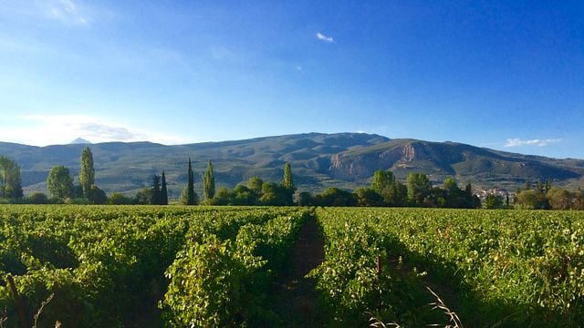 Day Tour in the Nemean Vineyards