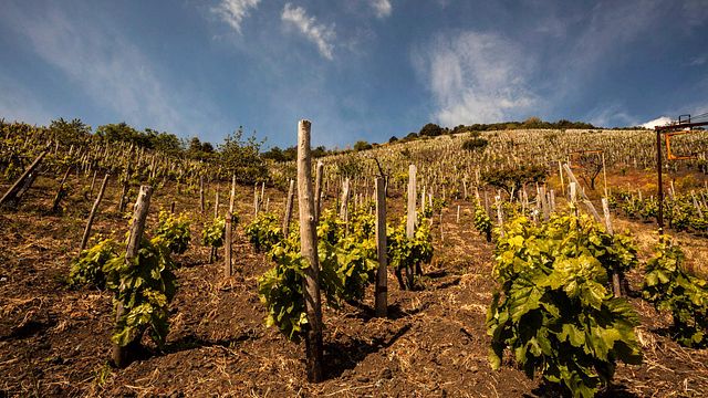 Degustação de vinhos e passeio na Cantine Di Nessuno