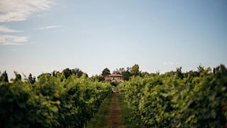 Vinprovning och rundtur på Corte Quaiara