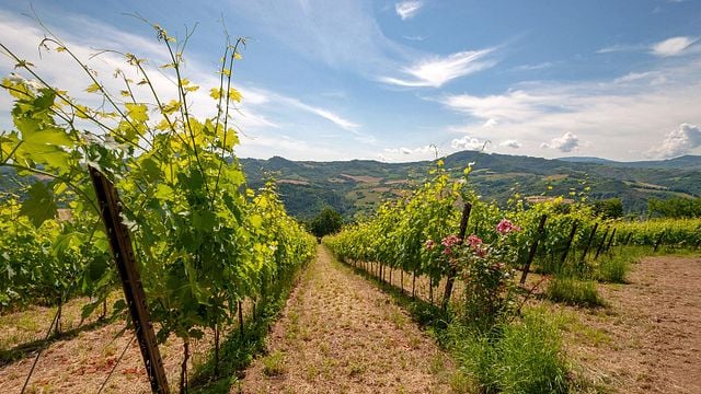 Degustazione di vini e tour al Castello Montesasso