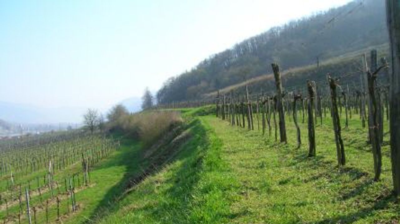 Weingut Hick Winery