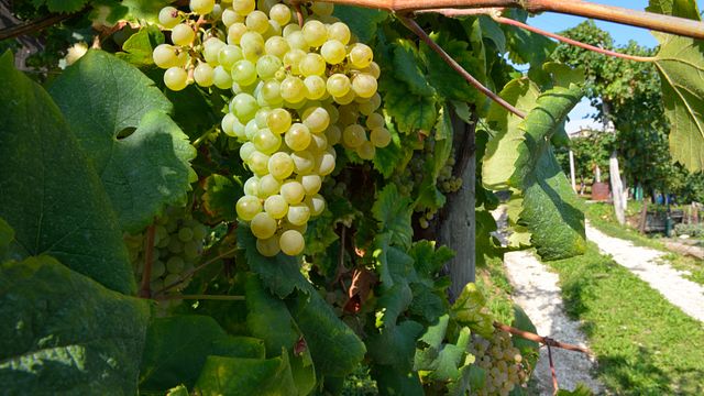 Degustação de vinhos e tour em Crodi