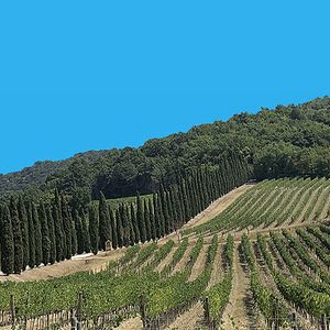 Degustação de vinhos e tour em Alussinante